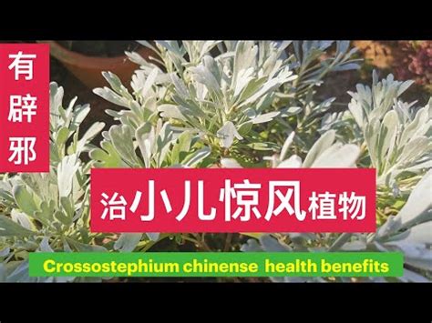 芙蓉菊可以吃嗎|芙蓉菊的功效与作用